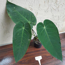 Load image into Gallery viewer, #R776 Anthurium Purple Mama