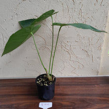 Load image into Gallery viewer, #R776 Anthurium Purple Mama