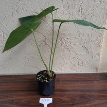 Load image into Gallery viewer, #R776 Anthurium Purple Mama