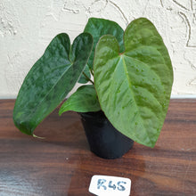 Load image into Gallery viewer, #R45 Anthurium Ochranthum x