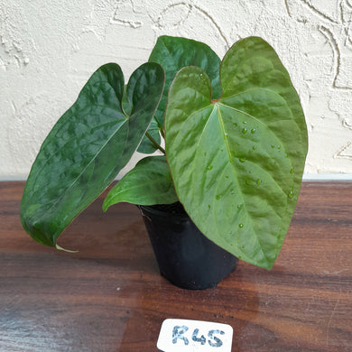 #R45 Anthurium Ochranthum x