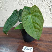 Load image into Gallery viewer, #R45 Anthurium Ochranthum x