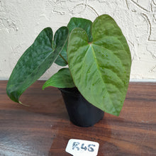 Load image into Gallery viewer, #R45 Anthurium Ochranthum x
