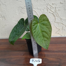 Load image into Gallery viewer, #R45 Anthurium Ochranthum x