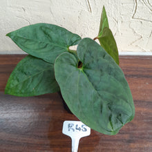 Load image into Gallery viewer, #R45 Anthurium Ochranthum x