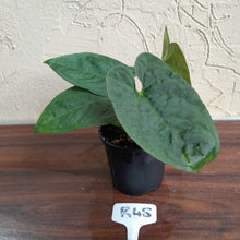 Load image into Gallery viewer, #R45 Anthurium Ochranthum x