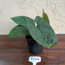 Load image into Gallery viewer, #R45 Anthurium Ochranthum x
