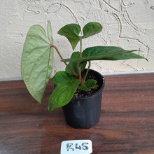 Load image into Gallery viewer, #R45 Anthurium Ochranthum x