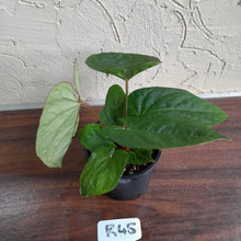 Load image into Gallery viewer, #R45 Anthurium Ochranthum x