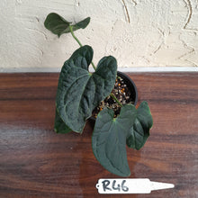 Load image into Gallery viewer, #R46 Two x Headed Anthurium Luxurians x Crystallinum - Small Form