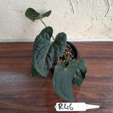#R46 Two x Headed Anthurium Luxurians x Crystallinum - Small Form