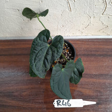 Load image into Gallery viewer, #R46 Two x Headed Anthurium Luxurians x Crystallinum - Small Form