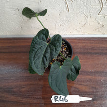 Load image into Gallery viewer, #R46 Two x Headed Anthurium Luxurians x Crystallinum - Small Form