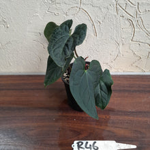 Load image into Gallery viewer, #R46 Two x Headed Anthurium Luxurians x Crystallinum - Small Form