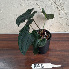 Load image into Gallery viewer, #R46 Two x Headed Anthurium Luxurians x Crystallinum - Small Form