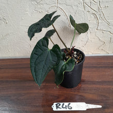 Load image into Gallery viewer, #R46 Two x Headed Anthurium Luxurians x Crystallinum - Small Form