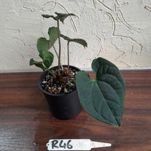 Load image into Gallery viewer, #R46 Two x Headed Anthurium Luxurians x Crystallinum - Small Form