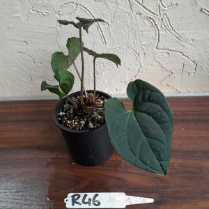 #R46 Two x Headed Anthurium Luxurians x Crystallinum - Small Form