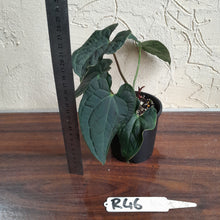 Load image into Gallery viewer, #R46 Two x Headed Anthurium Luxurians x Crystallinum - Small Form