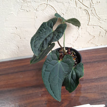 Load image into Gallery viewer, #R46 Two x Headed Anthurium Luxurians x Crystallinum - Small Form