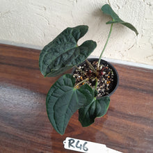 Load image into Gallery viewer, #R46 Two x Headed Anthurium Luxurians x Crystallinum - Small Form