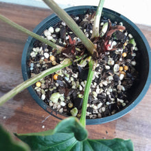 Load image into Gallery viewer, #R46 Two x Headed Anthurium Luxurians x Crystallinum - Small Form