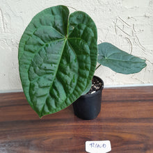 Load image into Gallery viewer, #R400 Anthurium Dark Complex x Luxurians