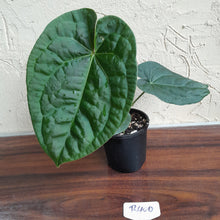 Load image into Gallery viewer, #R400 Anthurium Dark Complex x Luxurians