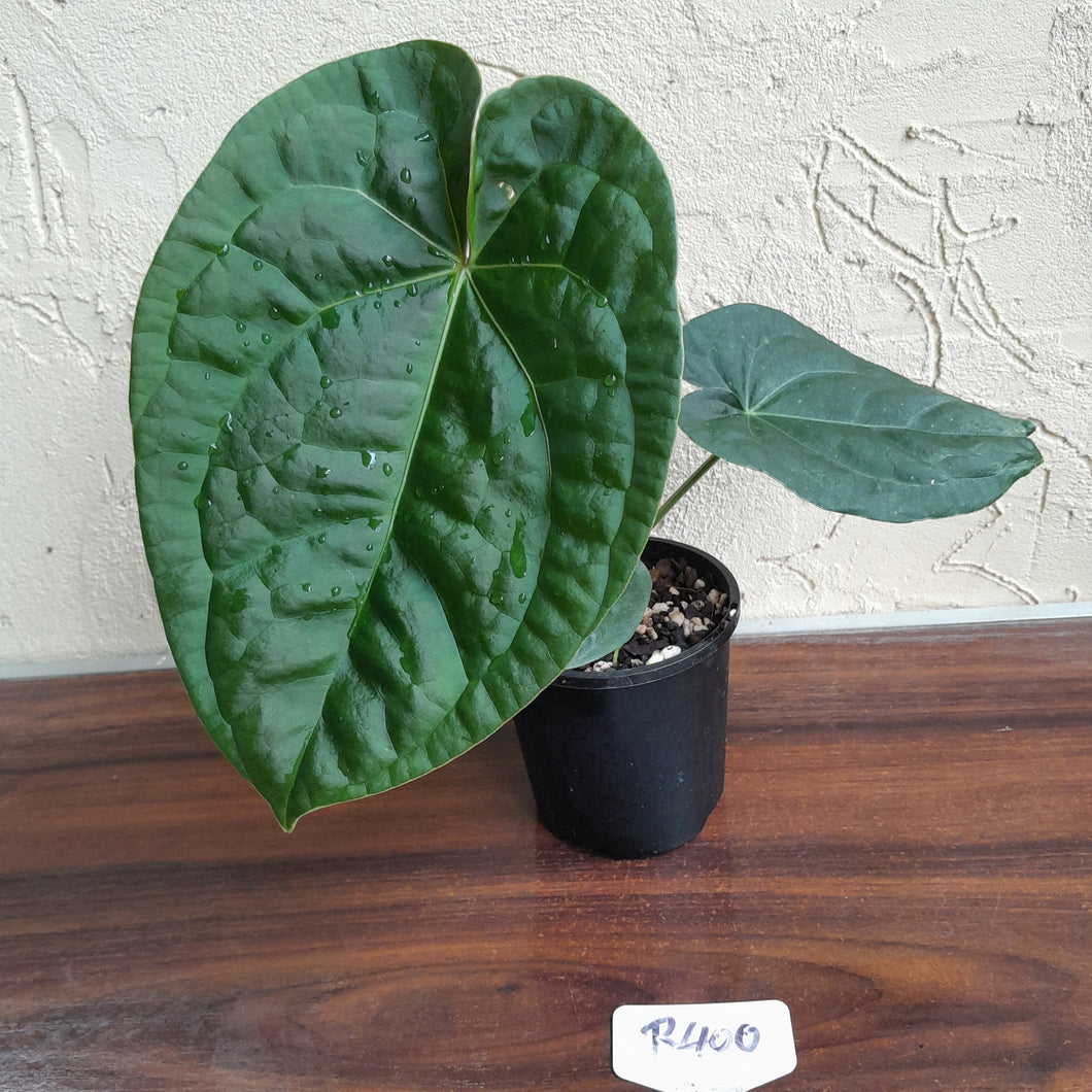 #R400 Anthurium Dark Complex x Luxurians
