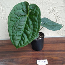 Load image into Gallery viewer, #R400 Anthurium Dark Complex x Luxurians