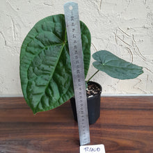 Load image into Gallery viewer, #R400 Anthurium Dark Complex x Luxurians