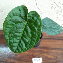Load image into Gallery viewer, #R400 Anthurium Dark Complex x Luxurians