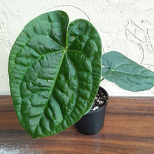 Load image into Gallery viewer, #R400 Anthurium Dark Complex x Luxurians