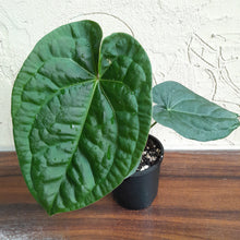 Load image into Gallery viewer, #R400 Anthurium Dark Complex x Luxurians