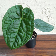 Load image into Gallery viewer, #R400 Anthurium Dark Complex x Luxurians