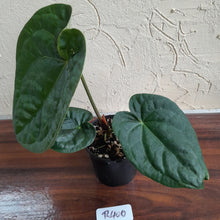 Load image into Gallery viewer, #R400 Anthurium Dark Complex x Luxurians