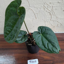 Load image into Gallery viewer, #R400 Anthurium Dark Complex x Luxurians