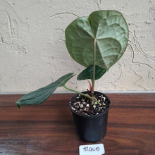 Load image into Gallery viewer, #R400 Anthurium Dark Complex x Luxurians