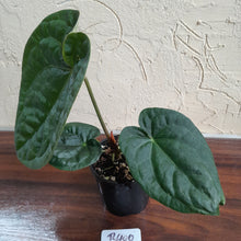 Load image into Gallery viewer, #R400 Anthurium Dark Complex x Luxurians