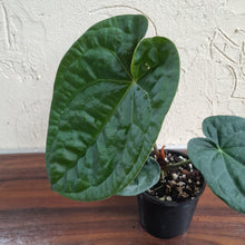 Load image into Gallery viewer, #R400 Anthurium Dark Complex x Luxurians