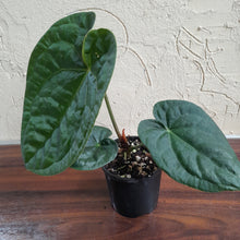 Load image into Gallery viewer, #R400 Anthurium Dark Complex x Luxurians