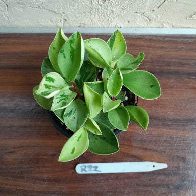 #R22 Peperomia 'Absinthe'