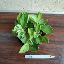 Load image into Gallery viewer, #R22 Peperomia &#39;Absinthe&#39;