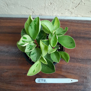 #R22 Peperomia 'Absinthe'