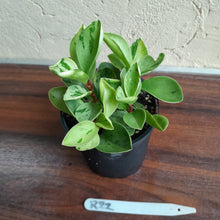 Load image into Gallery viewer, #R22 Peperomia &#39;Absinthe&#39;