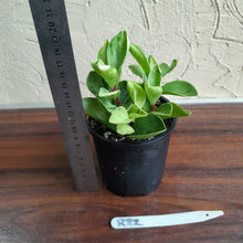 Load image into Gallery viewer, #R22 Peperomia &#39;Absinthe&#39;