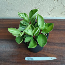 Load image into Gallery viewer, #R22 Peperomia &#39;Absinthe&#39;