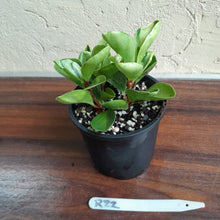 Load image into Gallery viewer, #R22 Peperomia &#39;Absinthe&#39;