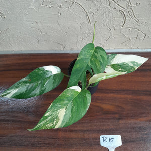#R15 Two x Headed Variegated Epipremnum Pinnatum
