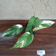 Load image into Gallery viewer, #R15 Two x Headed Variegated Epipremnum Pinnatum